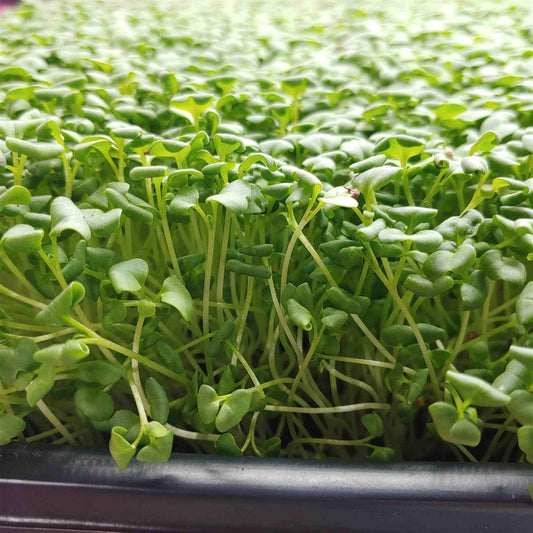 Oriental Mustard, "Wasabi"