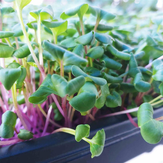 Radish, China Rose